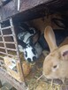Sprzedam króliki - 6