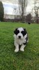 Szczeniaki Border Collie - 4