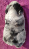 Szczenię BORDER COLLIE z Hodowli - Rasowy pies z pełną dok. - 4