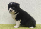 PIĘKNA! Suczka BORDER COLLIE z Hodowli - Rasowa z pełną dok. - 2