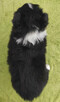 PIĘKNA! Suczka BORDER COLLIE z Hodowli - Rasowa z pełną dok. - 4