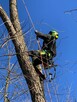 Wycinka i pielęgnacja drzew alpinistycznie rębak usługi ogro - 8