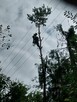 Wycinka i pielęgnacja drzew alpinistycznie rębak usługi ogro - 7