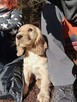 Cocker spaniel angielski - 2