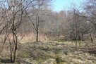 Jabłonna Druga - duża działka z domem + bud gosp! - 5