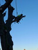 Wycinka i pielęgnacja drzew trudnych alpinistycznie rębaługi - 3