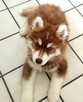 Zczeniak Siberian Husky