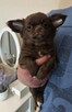 Chihuahua czekoladowa długowłosa - 2