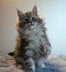Koteczka maine coon - 4