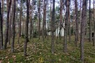 Działka leśna Joniec, Wiekowej Sosny - 3