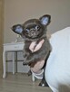 Chihuahua czekoladowa długowłosa - 5