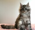 Koteczka maine coon - 3