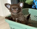 Chihuahua czekoladowa długowłosa - 4