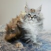 Koteczka maine coon - 2