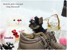 Mini XS !! Malutka Suczka Yorkshire Terrier Do REZERWACJI !! - 2