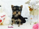 Mini XS !! Malutka Suczka Yorkshire Terrier Do REZERWACJI !! - 10