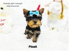Mini XS !! Malutki Piesek Yorkshire Terrier Do REZERWACJI !! - 9