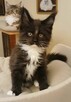 Maine Coon kocurek PORFIRION Bratnia Dusza * PL