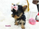 Mini XS !! Malutka Suczka Yorkshire Terrier Do REZERWACJI !! - 9
