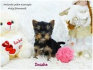 Mini XS !! Malutka Suczka Yorkshire Terrier Do REZERWACJI !! - 8