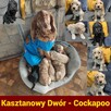 Cockapoo do możliwej adopcji - 3