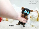Mini XS !! Malutki Piesek Yorkshire Terrier Do REZERWACJI !! - 3