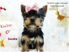 Mini XS !! Malutka Suczka Yorkshire Terrier Do REZERWACJI !! - 12