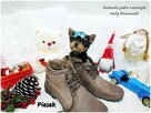 Mini XS !! Malutki Piesek Yorkshire Terrier Do REZERWACJI !! - 2