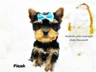 Mini XS !! Malutki Piesek Yorkshire Terrier Do REZERWACJI !! - 4