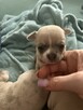 Chihuahua szczenięta krotkowlose - 8