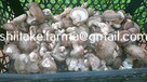 Shiitake świeże grzyby - 3