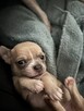 Chihuahua szczenięta krotkowlose - 4