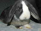Mini lop - 3
