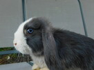 Mini lop - 4