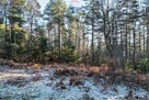 DZIAŁKA LEŚNA - GRATKA DLA INWESTORA - 7