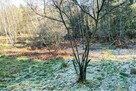 DZIAŁKA LEŚNA - GRATKA DLA INWESTORA - 8