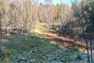 DZIAŁKA LEŚNA - GRATKA DLA INWESTORA - 9