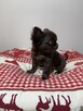Chihuahua czekoladowy piesek Fci - 8