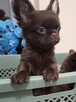 Chihuahua czekoladowy piesek Fci