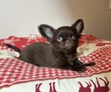 Chihuahua czekoladowy piesek Fci - 3