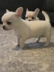 Szczeniaki chihuahua krotkowlosa ZKWP - 5