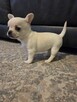 Szczeniaki chihuahua krotkowlosa ZKWP - 7
