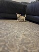 Szczeniaki chihuahua krotkowlosa ZKWP - 11