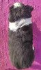 Urocza Suczka BORDER COLLIE z Hodowli - Rasowa z pełną dok. - 4