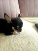 Przepiękna Maleńka Unikatowa Chihuahua - 12