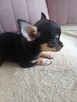Przepiękna Maleńka Unikatowa Chihuahua - 9