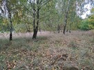 Działka siedliskowa Szczodrkowice gm. Skała - 4