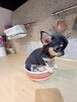 Przepiękna Maleńka Unikatowa Chihuahua - 8