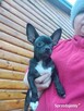 Piesek chihuahua okolice Warszawy - 5