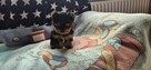 Miniaturowe szczenięta Yorkshire Terrier, suczka i pies. - 2